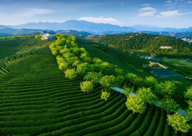 China Tea Grower